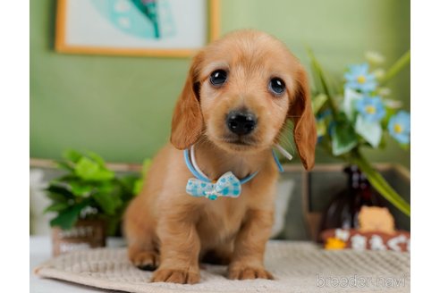 成約済の神奈川県のカニンヘンダックスフンド(ロングヘアード)-301830の9枚目