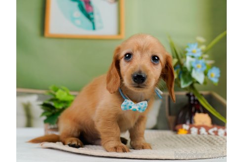 成約済の神奈川県のカニンヘンダックスフンド(ロングヘアード)-301830の10枚目