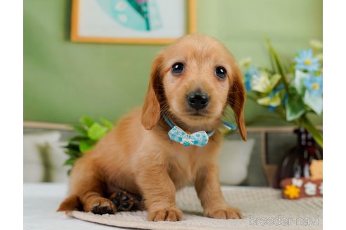 成約済の神奈川県のカニンヘンダックスフンド(ロングヘアード)-301830の11枚目