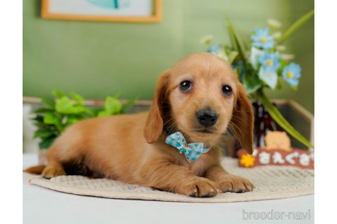 成約済の神奈川県のカニンヘンダックスフンド(ロングヘアード)-301830の4枚目