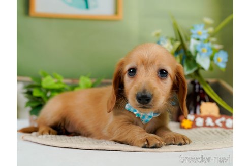 成約済の神奈川県のカニンヘンダックスフンド(ロングヘアード)-301830の6枚目