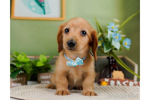 成約済の神奈川県のカニンヘンダックスフンド(ロングヘアード)-301830の5枚目