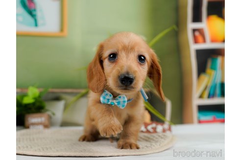 成約済の神奈川県のカニンヘンダックスフンド(ロングヘアード)-301830の7枚目