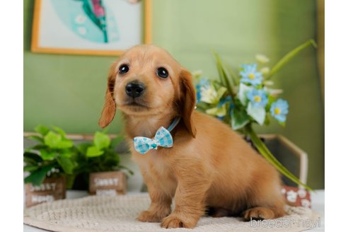 成約済の神奈川県のカニンヘンダックスフンド(ロングヘアード)-301830の1枚目