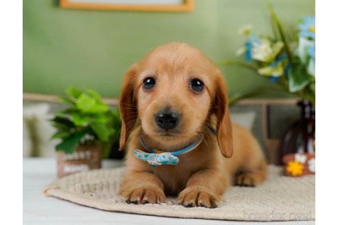 成約済の神奈川県のカニンヘンダックスフンド(ロングヘアード)-301830の2枚目