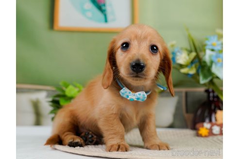 成約済の神奈川県のカニンヘンダックスフンド(ロングヘアード)-301830の3枚目