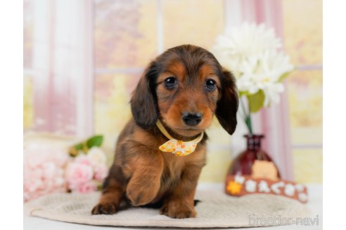 成約済の神奈川県のカニンヘンダックスフンド(ロングヘアード)-301834の8枚目