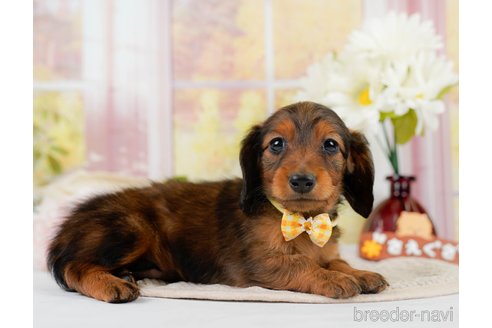 成約済の神奈川県のカニンヘンダックスフンド(ロングヘアード)-301834の9枚目