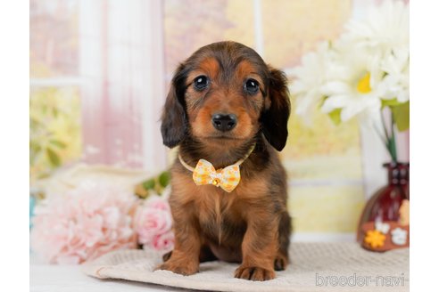成約済の神奈川県のカニンヘンダックスフンド(ロングヘアード)-301834の3枚目