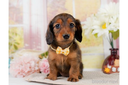 成約済の神奈川県のカニンヘンダックスフンド(ロングヘアード)-301834の4枚目