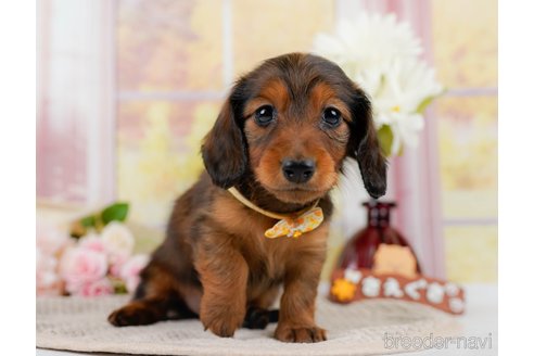 成約済の神奈川県のカニンヘンダックスフンド(ロングヘアード)-301834の5枚目