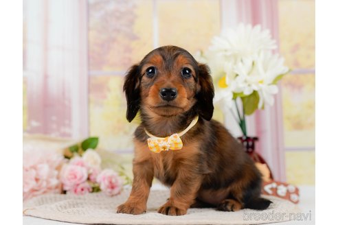 成約済の神奈川県のカニンヘンダックスフンド(ロングヘアード)-301834の6枚目