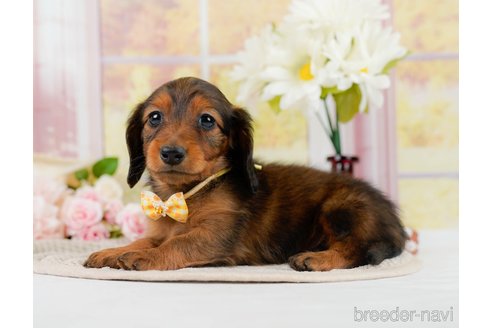 成約済の神奈川県のカニンヘンダックスフンド(ロングヘアード)-301834の7枚目