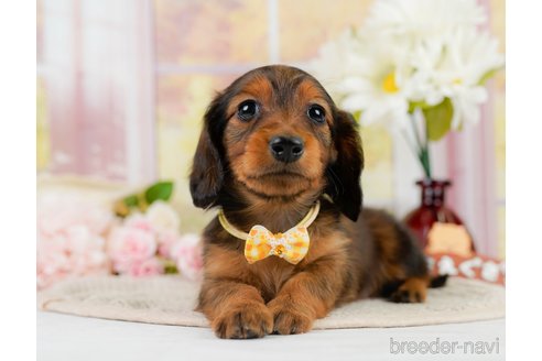 成約済の神奈川県のカニンヘンダックスフンド(ロングヘアード)-301834の2枚目