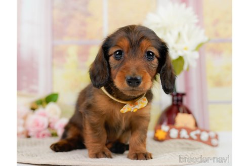 成約済の神奈川県のカニンヘンダックスフンド(ロングヘアード)-301834の1枚目