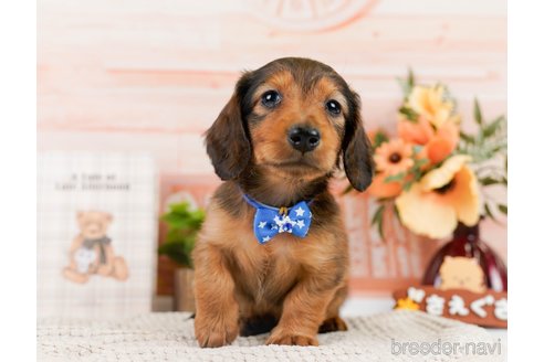 成約済の神奈川県のカニンヘンダックスフンド(ロングヘアード)-301842の9枚目