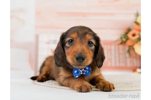 成約済の神奈川県のカニンヘンダックスフンド(ロングヘアード)-301842の10枚目