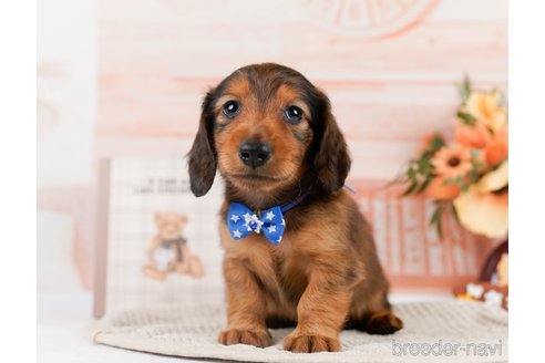 成約済の神奈川県のカニンヘンダックスフンド(ロングヘアード)-301842の4枚目