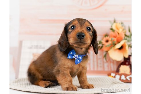 成約済の神奈川県のカニンヘンダックスフンド(ロングヘアード)-301842の5枚目