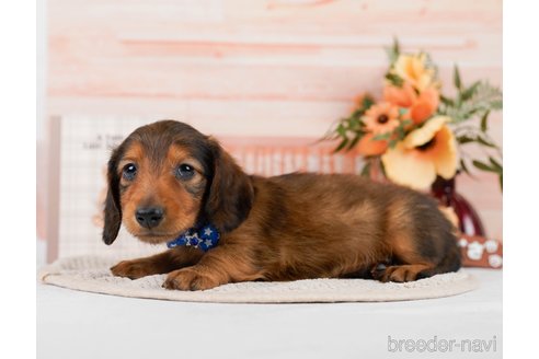 成約済の神奈川県のカニンヘンダックスフンド(ロングヘアード)-301842の6枚目