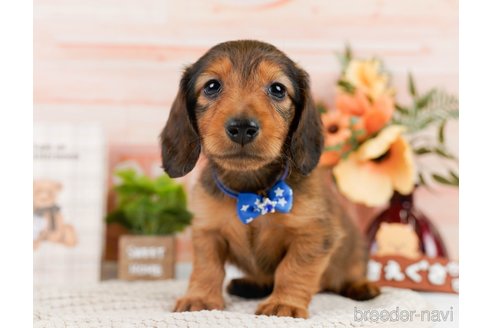 成約済の神奈川県のカニンヘンダックスフンド(ロングヘアード)-301842の7枚目