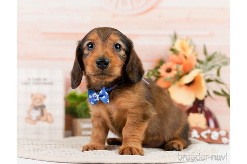 成約済の神奈川県のカニンヘンダックスフンド(ロングヘアード)-301842の8枚目