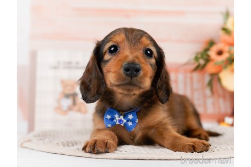 成約済の神奈川県のカニンヘンダックスフンド(ロングヘアード)-301842の1枚目