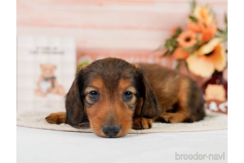 成約済の神奈川県のカニンヘンダックスフンド(ロングヘアード)-301842の2枚目
