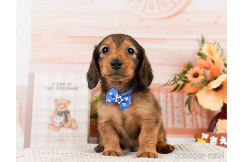 成約済の神奈川県のカニンヘンダックスフンド(ロングヘアード)-301842の3枚目