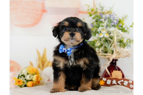 成約済の神奈川県のチワプー:チワワ×トイプードル-301849の5枚目