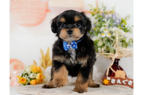 成約済の神奈川県のチワプー:チワワ×トイプードル-301849の6枚目