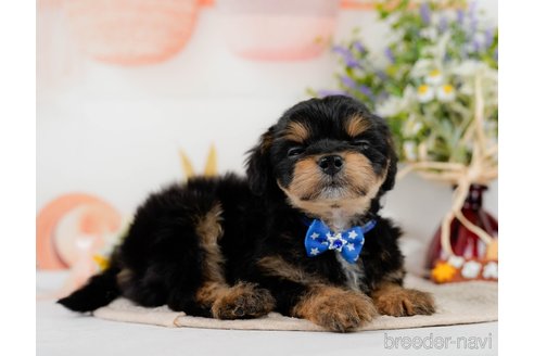 成約済の神奈川県のチワプー:チワワ×トイプードル-301849の7枚目