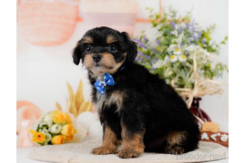 成約済の神奈川県のチワプー:チワワ×トイプードル-301849の8枚目