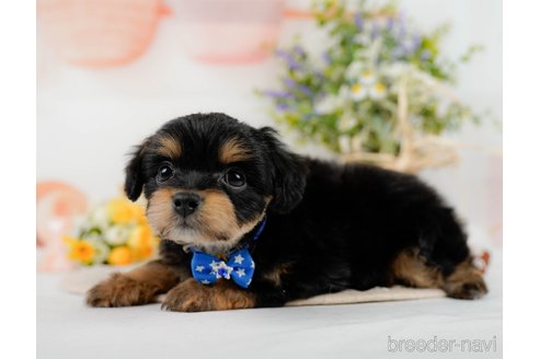 成約済の神奈川県のチワプー:チワワ×トイプードル-301849の9枚目