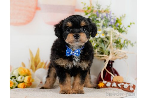 成約済の神奈川県のチワプー:チワワ×トイプードル-301849の10枚目