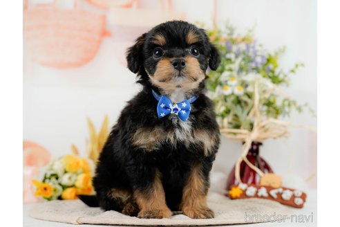 成約済の神奈川県のチワプー:チワワ×トイプードル-301849の2枚目