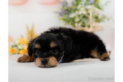 成約済の神奈川県のチワプー:チワワ×トイプードル-301849の3枚目