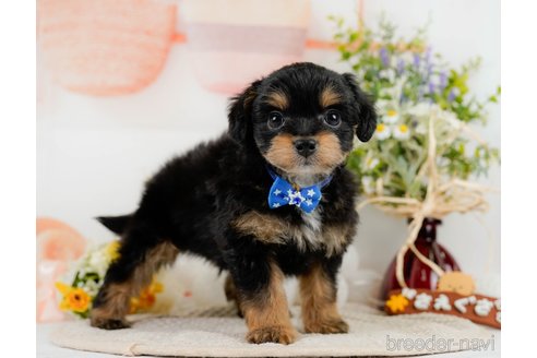 成約済の神奈川県のチワプー:チワワ×トイプードル-301849の1枚目