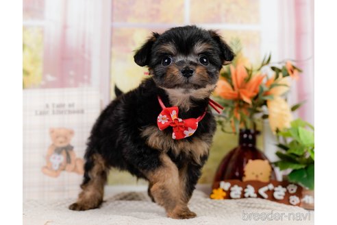 成約済の神奈川県のチワプー:チワワ×トイプードル-301851の10枚目