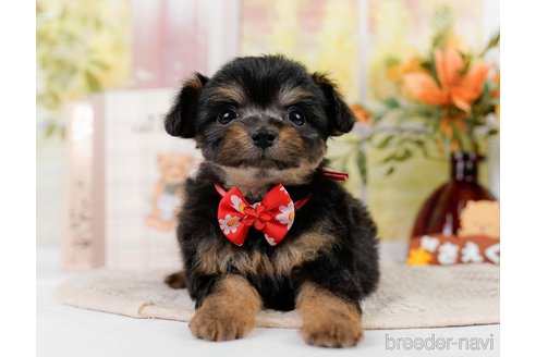 成約済の神奈川県のチワプー:チワワ×トイプードル-301851の11枚目