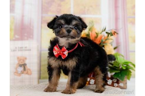 成約済の神奈川県のチワプー:チワワ×トイプードル-301851の12枚目