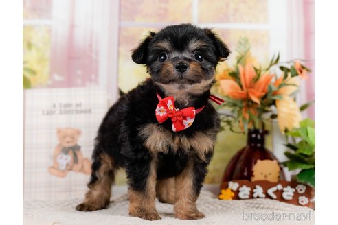 成約済の神奈川県のチワプー:チワワ×トイプードル-301851の5枚目