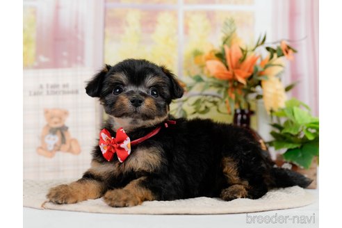 成約済の神奈川県のチワプー:チワワ×トイプードル-301851の6枚目