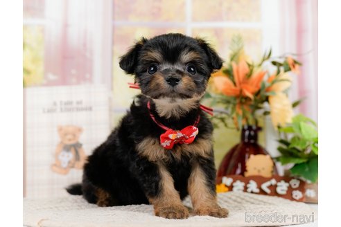 成約済の神奈川県のチワプー:チワワ×トイプードル-301851の1枚目