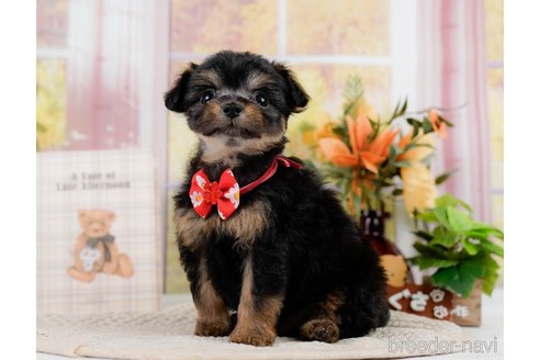 成約済の神奈川県のチワプー:チワワ×トイプードル-301851の7枚目