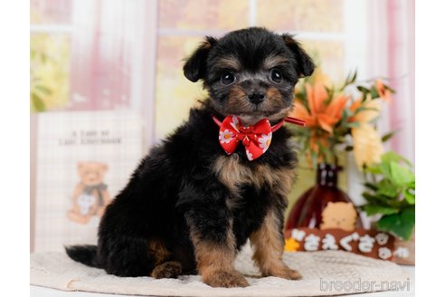 成約済の神奈川県のチワプー:チワワ×トイプードル-301851の9枚目