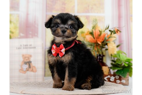 成約済の神奈川県のチワプー:チワワ×トイプードル-301851の3枚目