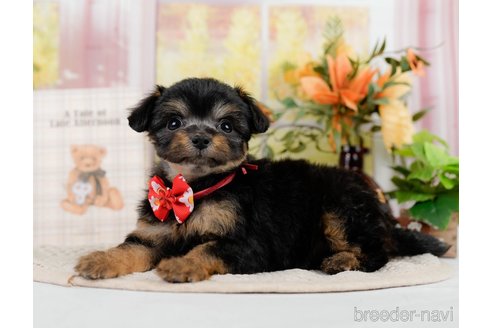 成約済の神奈川県のチワプー:チワワ×トイプードル-301851の4枚目