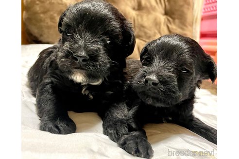 成約済の奈良県のミックス犬-301886の25枚目