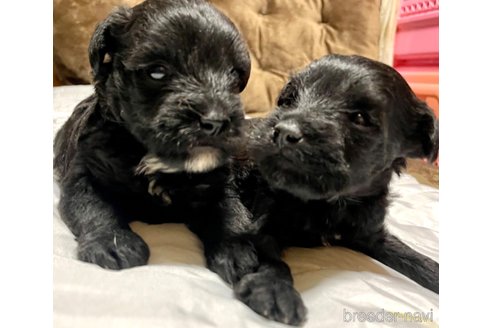 成約済の奈良県のミックス犬-301886の31枚目